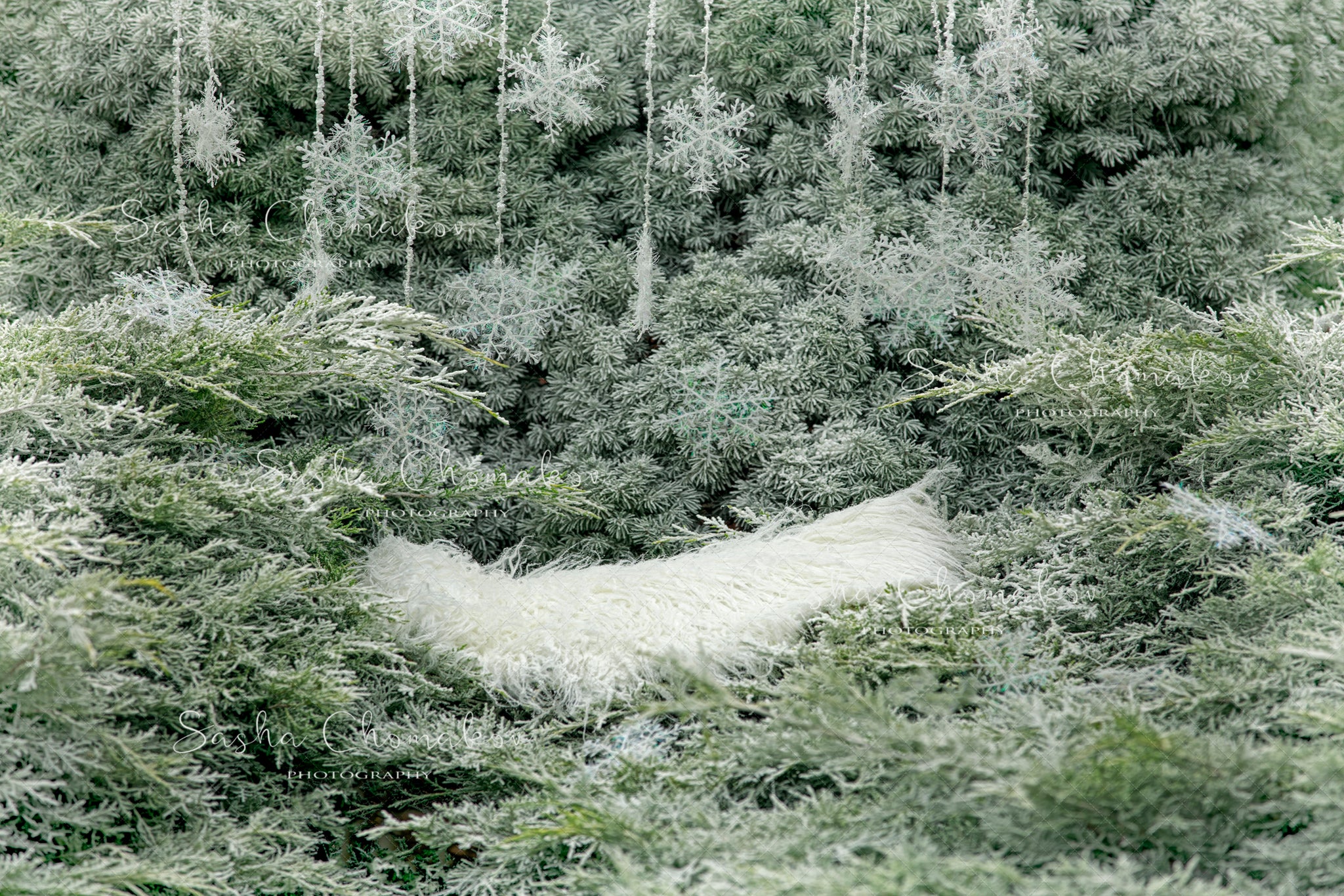 Digital Backdrop