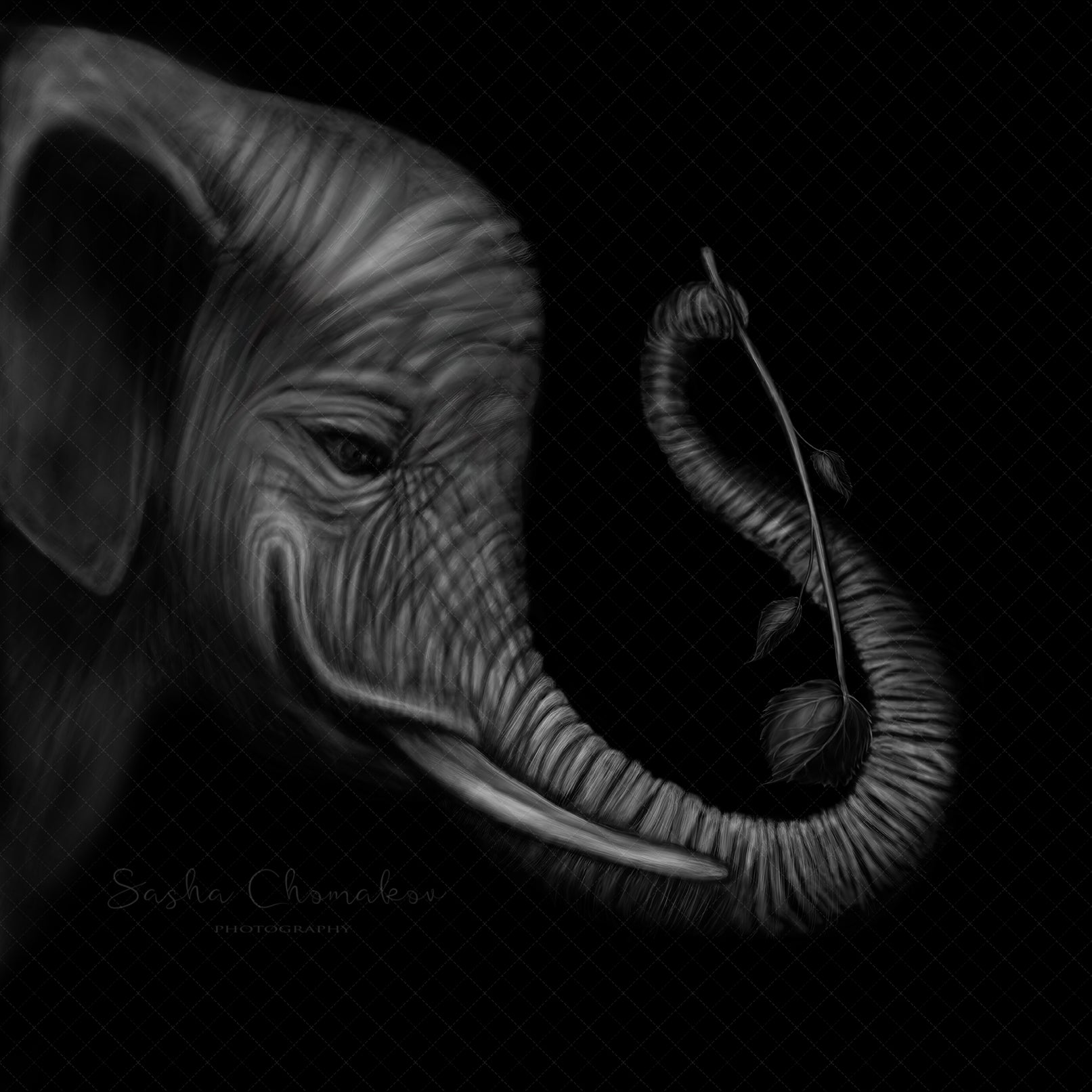 Digital Backdrop