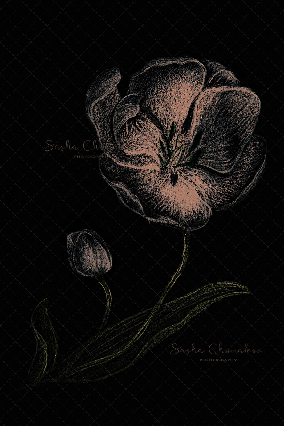 Digital Backdrop