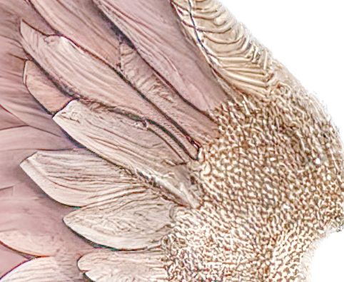 Digital Backdrops wings set 3 Ai generated