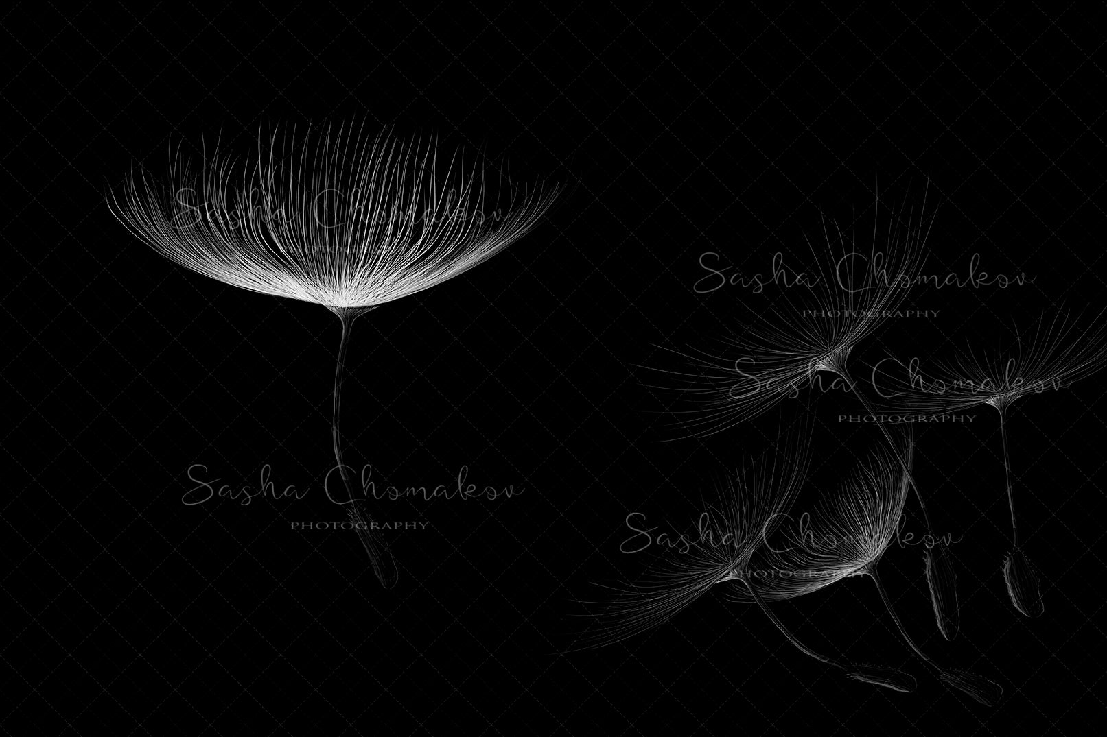 Digital Backdrop