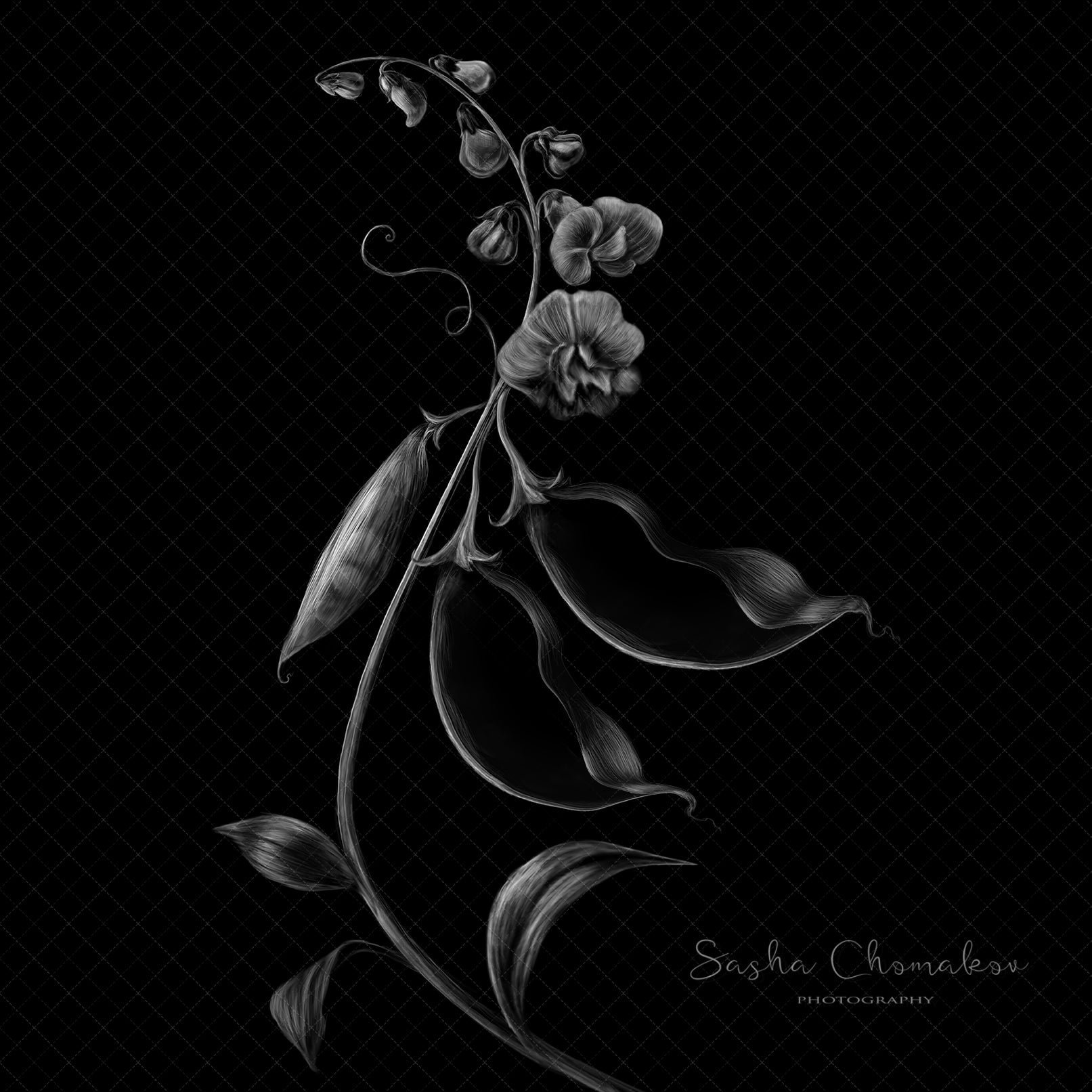 Digital Backdrop
