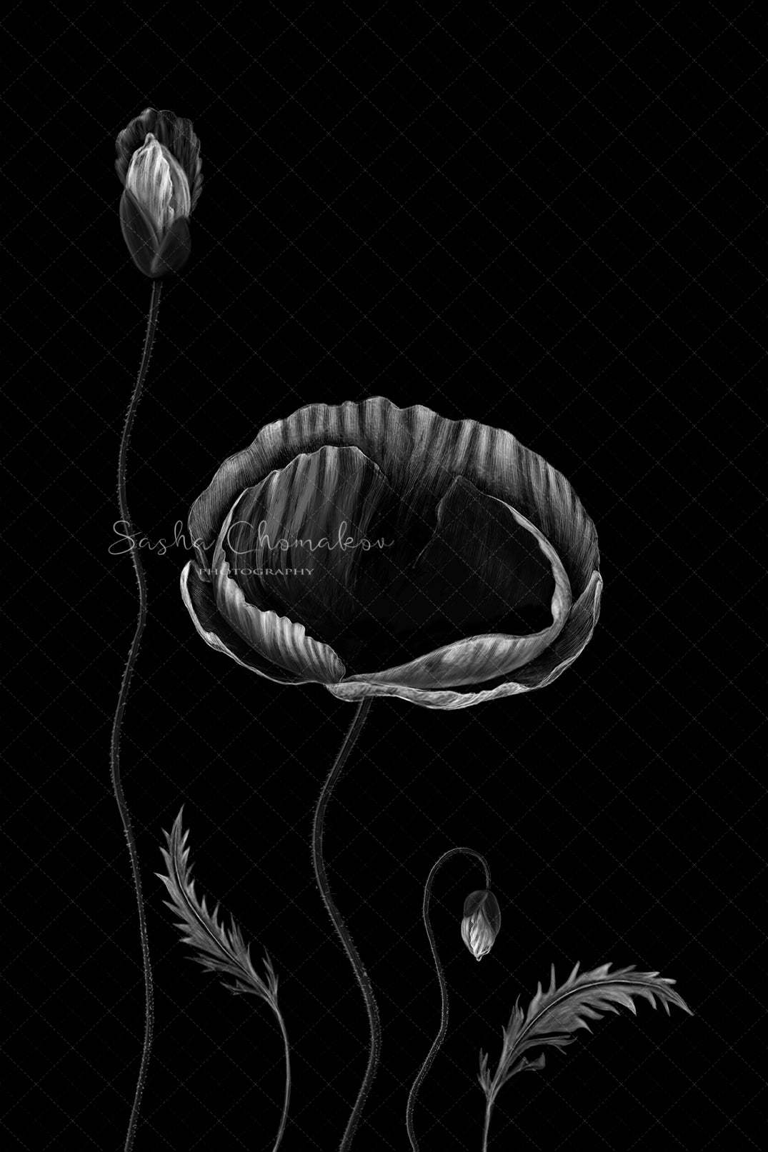 Digital Backdrop