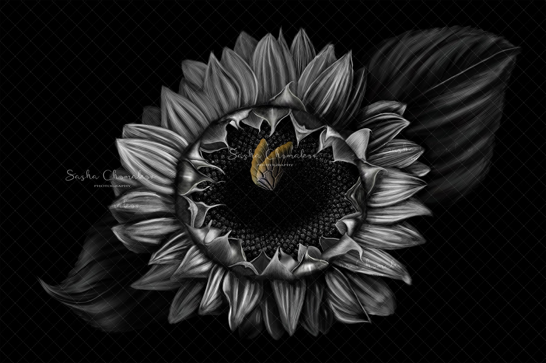 Digital Backdrop