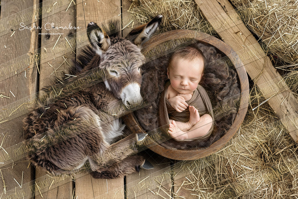 Digital  background  farm animals foal baby donkey