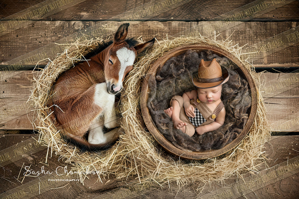 Digital  background  farm animals foal baby horse