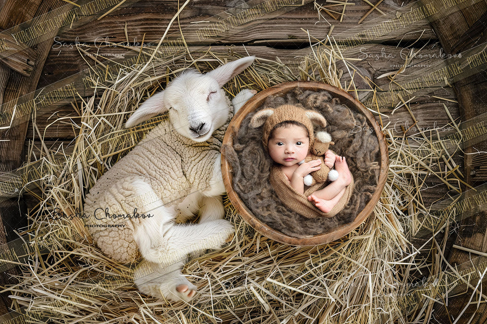 Digital  background  farm animals foal baby lamb sheep