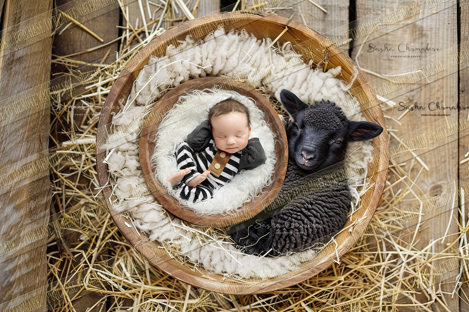 Digital  background  farm animals foal baby black lamb sheep