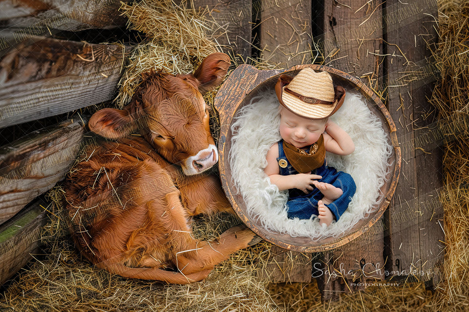 Digital  background  farm animals baby highland cow